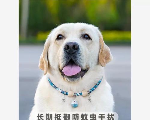 金毛螨虫的防治药物选择（了解金毛螨虫的特点与预防方法，选择合适的药物进行防治）