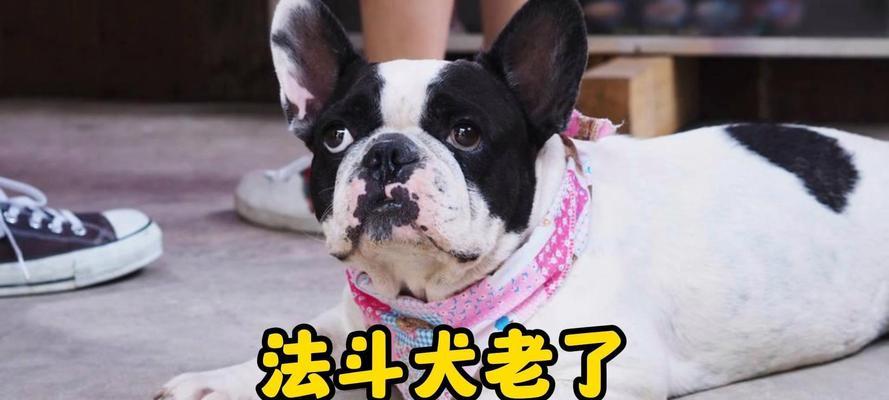 法国斗牛犬的饮食需求（了解法国斗牛犬的饮食喜好及注意事项）
