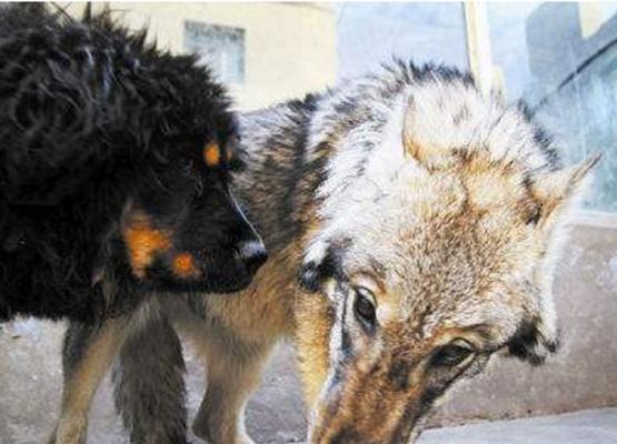 獒犬的威慑力（以狼为什么怕獒？）