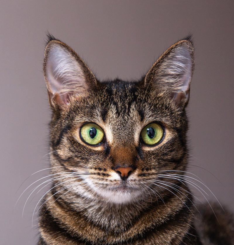 探索短毛猫的世界（了解短毛猫的品种和特点）