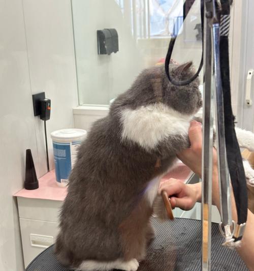 猫咪洗澡的替代方法（让你的猫咪保持清洁和舒适的其他选择）