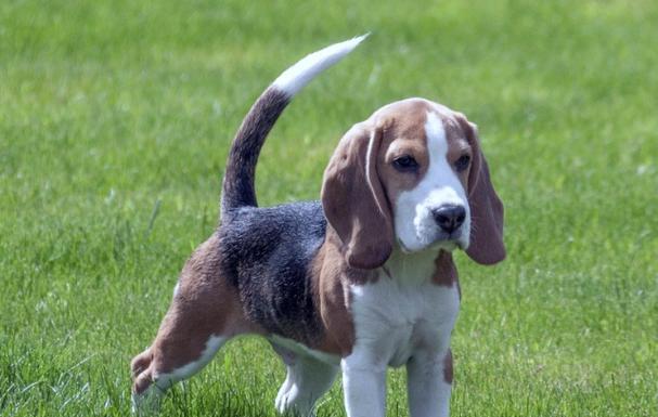 探秘比格犬（解读比格犬的独特品种特点及其适应力）