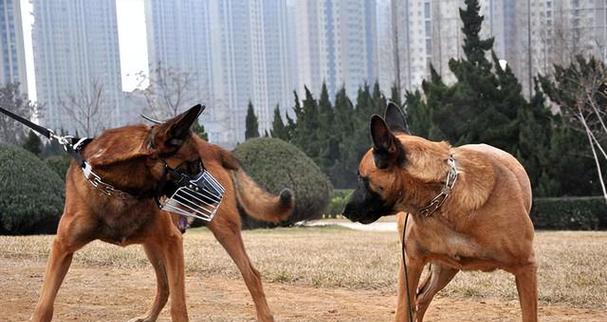 以马犬流口水的原因及解决办法（为什么以马犬会流口水？如何有效解决这一问题？）