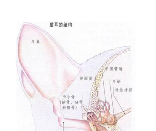 狗狗捞耳朵的原因和解决方法（探究狗狗捞耳朵的行为及如何进行有效治疗）