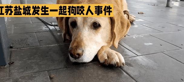 狗狗咬人嘴上带什么？（了解狗狗咬人时的细节与预防方法）