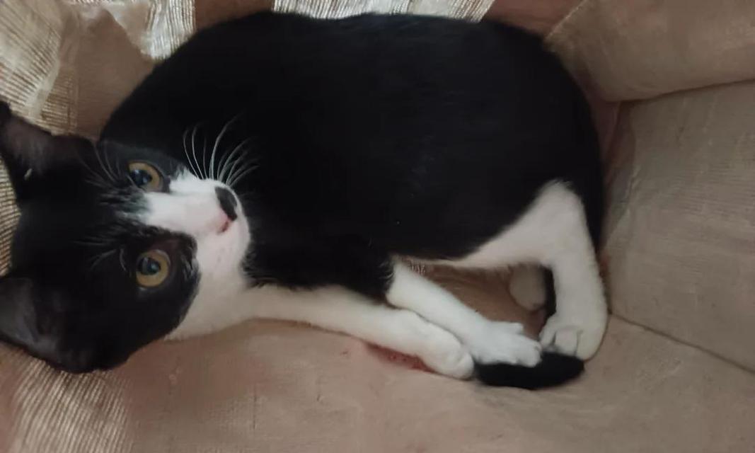 小猫走路不稳，怎么办？（饮食调整，帮助小猫恢复平衡感）