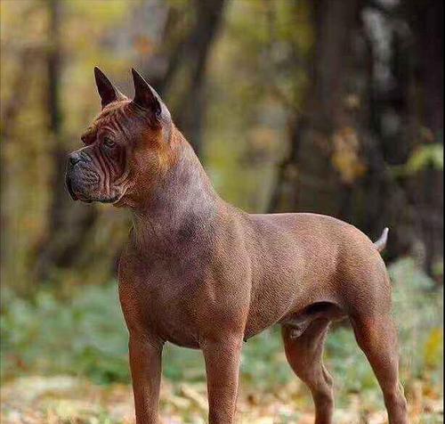 寻找最佳猎犬（探索狩猎世界中的顶级猎犬种类及其特征）
