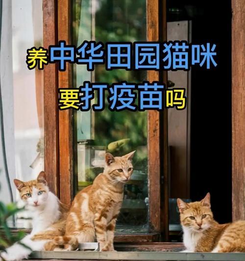 中华田园猫的饮食需求与喂养建议（探寻中华田园猫的美味之选）