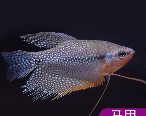 珍珠马甲的混养之道（与热带鱼相伴的绚丽水族世界）