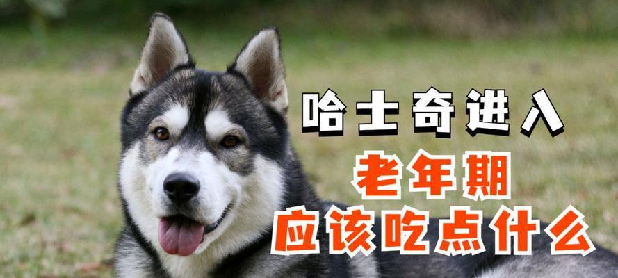 哈士奇挑食怎么办（应对挑食问题，让哈士奇健康饮食）