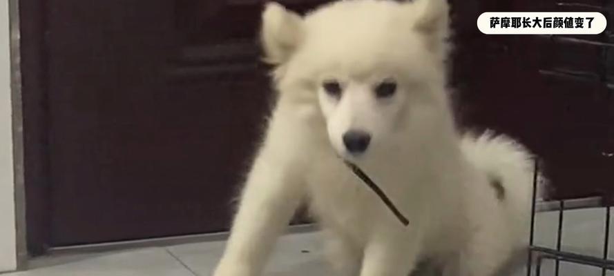萨摩耶毛为什么会变红？（探究萨摩耶毛发生变红的原因及其影响）