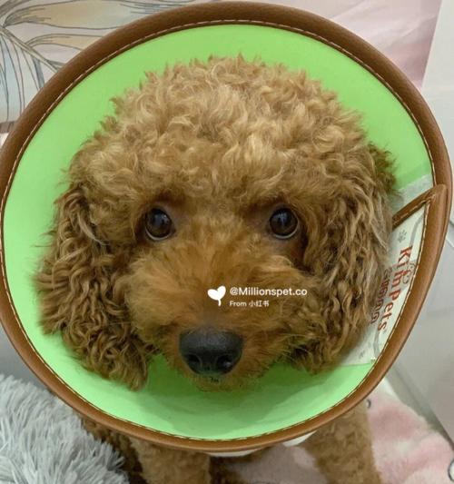 泰迪狗抓痒（探讨泰迪狗痒症的治疗方法与注意事项）