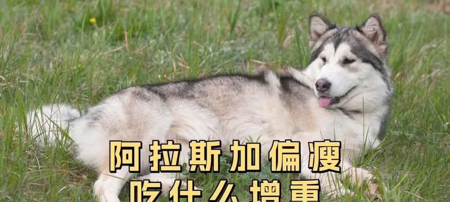 大型阿拉斯加犬的饮食需求（营养均衡饮食方案及食品推荐）