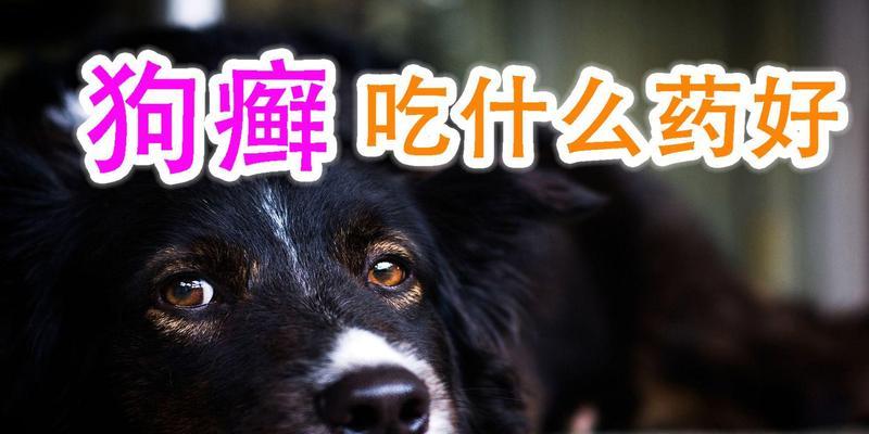 狗不想吃东西怎么办？解决方法一览（找出狗不想吃东西的原因，选择合适的药物进行治疗）