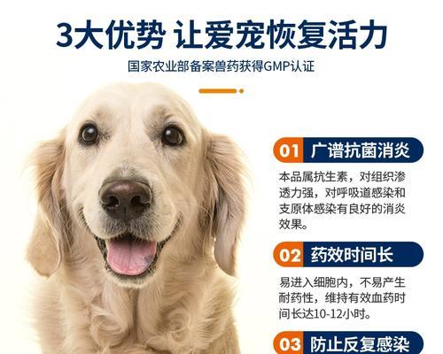 狗狗病毒咳嗽（探索有效的药物治疗方法）