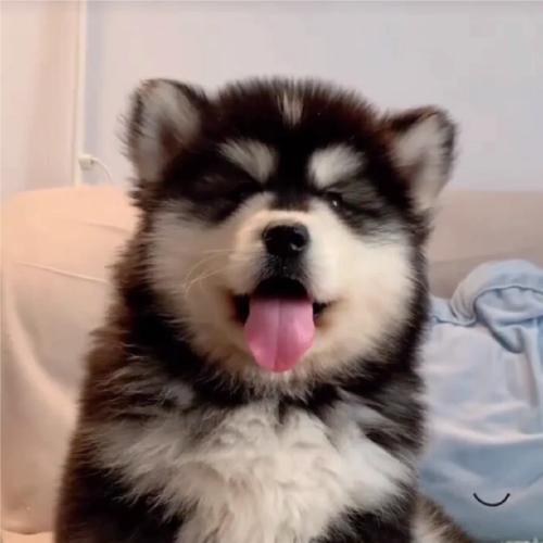选择什么狗粮是最适合幼犬阿拉斯加的？（为你的阿拉斯加幼犬选择合适的狗粮是多么重要！）