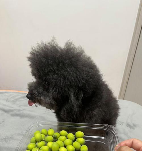 六个月的狗狗饮食指南（健康饮食促成成长）
