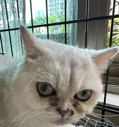 猫咪常患疾病中最难发现的是什么？（揭秘猫咪患病中容易被忽视的关键问题）