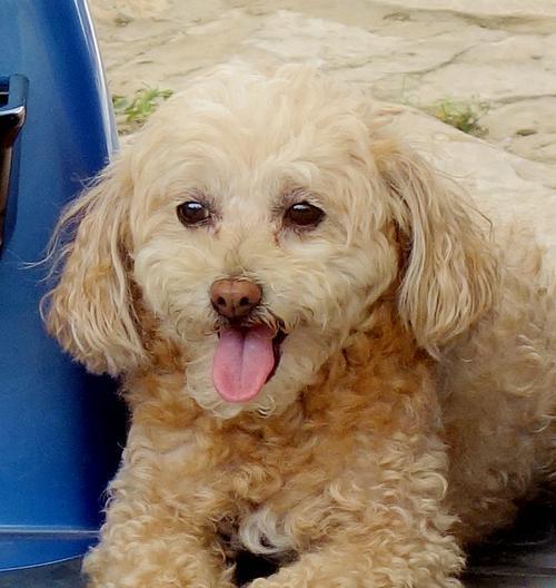 泰迪犬（探寻泰迪犬的魅力和特点）