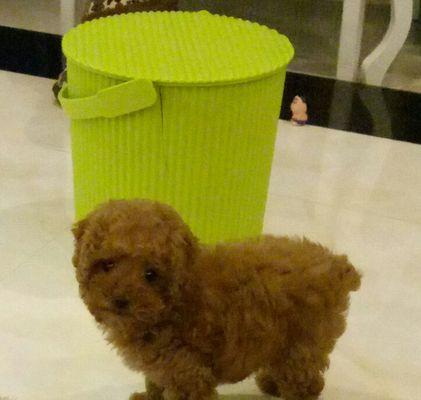 从两斤到十五，泰迪的成长轨迹（探索泰迪犬体型的变化与发展趋势）