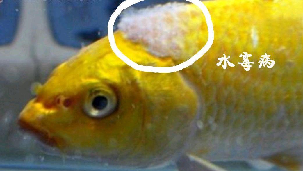 龙鱼水霉病的症状、预防和治疗（探究龙鱼水霉病的危害及其防治方法）