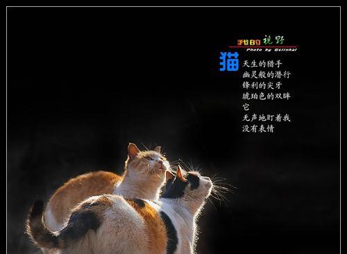 猫的天性（揭开猫咪狩猎本能的神秘面纱）