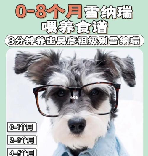 狗狗4个月的饮食指南（合理营养让您的狗狗健康成长）