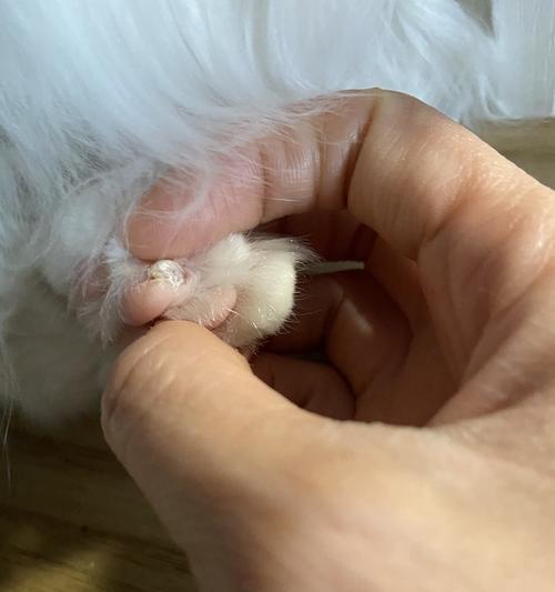 猫咪指甲断裂后应搽的药物（保护猫咪指甲的关键药物及正确使用方法）