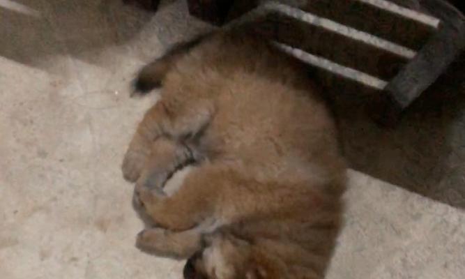 奶狗的睡眠保护——盖什么？（为你的奶狗提供温暖舒适的睡眠环境）