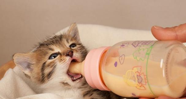 猫咪饮食（探索猫咪的适宜奶源及其营养需求）