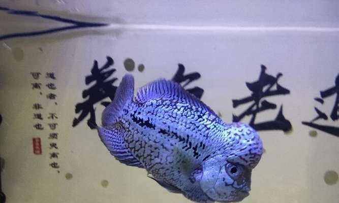 红箭鱼与其他鱼类的混养技巧与注意事项（以红箭鱼为主的混养方式，提高水族箱的观赏性与生态平衡）