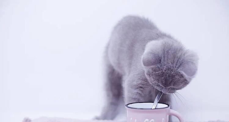 2个月小猫的奶食问题（小猫的成长需要什么样的奶？）