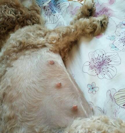 泰迪没怀孕为什么会有奶水？（探究泰迪犬产生奶水的原因及其影响）