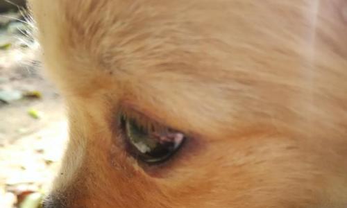 狗眼睛肿胀可能的疾病及治疗方法（犬眼部肿胀的原因、症状及应对措施）