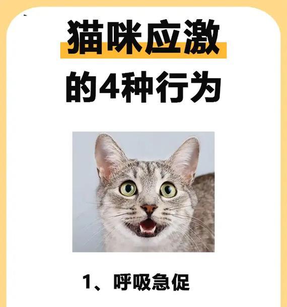 猫语言的奥秘（从喵星来的密使，揭秘猫与人之间的沟通密码）