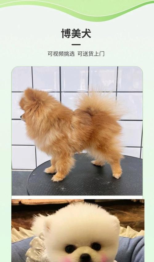 博美犬品种的特点和区别（了解博美犬的不同品种，选择最适合的宠物伴侣）