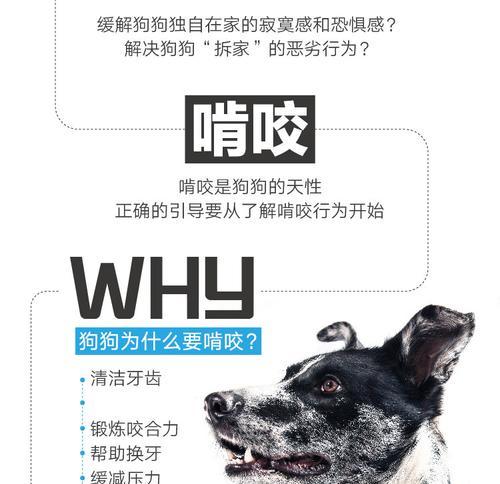 博美磨牙棒的重要性（为宠物狗提供适当的咀嚼活动）