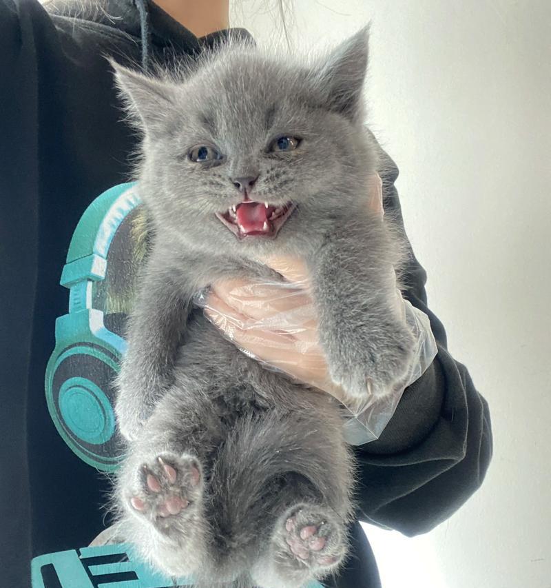 猫咪为什么不黏人？（探究猫咪独立性的原因及行为特点）