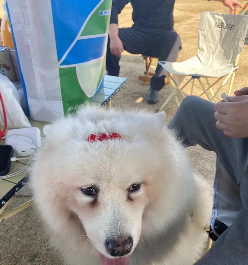 萨摩睡醒了，鼻子是什么样子的？（探索萨摩犬醒来后的鼻子特点和变化）