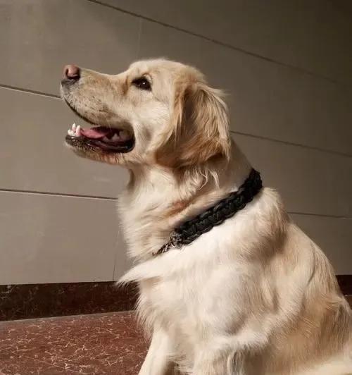 金毛犬鼻子的颜色之谜（揭秘金毛犬鼻子为什么会变黑）