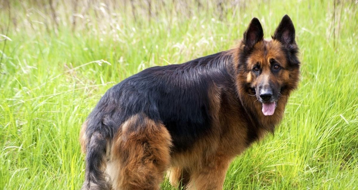 世界各地的牧羊犬品种多样（探索不同国家的牧羊犬独特魅力）
