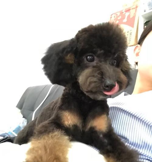 犬的被毛颜色的形成及决定因素（探索犬被毛色彩的基因调控机制）