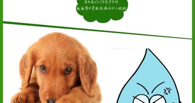 狗的紧急避孕方法（如何帮助狗狗避免意外怀孕）