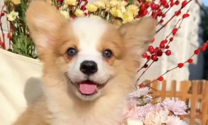 柯基犬的成长之旅（探索刚出生柯基犬的可爱与成长）