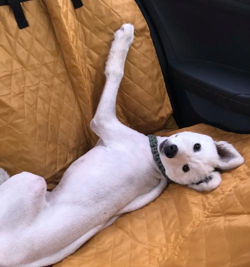 探秘萨摩耶犬的换毛规律（了解萨摩每年换毛时间，让你成为贴心的主人）
