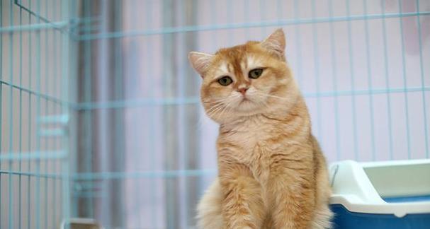 猫的种类和特征（探索猫科动物的多样性与魅力）