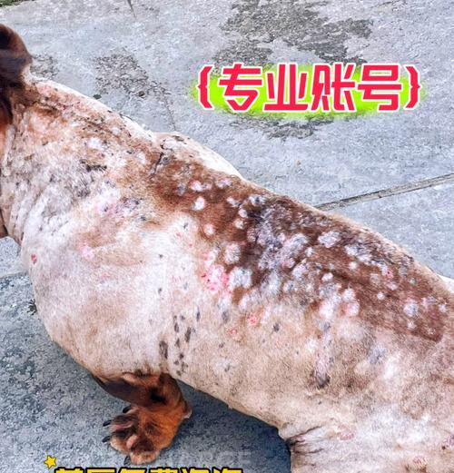 如何解决狗狗皮肤干燥问题（有效的护理方法让狗狗皮肤水润细腻）
