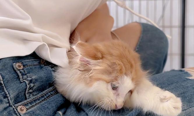揭秘猫咪为什么在窝里拉屎的原因（探索猫咪行为中的奇妙世界）