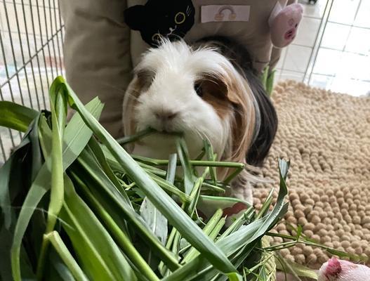 以荷兰猪要吃什么最好？（满足荷兰猪营养需求的最佳饮食方案）