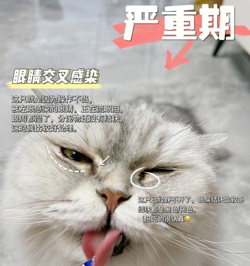 小狗上火流泪怎么办？（探索有效的药物治疗方法）